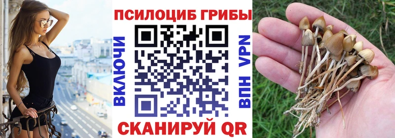 где продают   Троицк  Галлюциногенные грибы MAGIC MUSHROOMS 